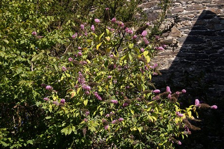 Burg an der Wupper